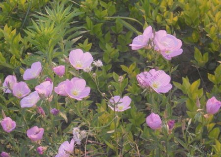 粉红色花卉图片