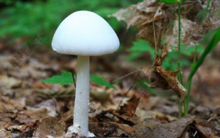 白色的小蘑菇图片