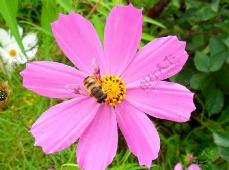蜜蜂恋花图片