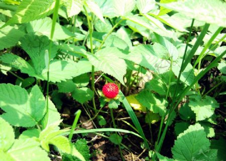 蛇莓野草莓图片