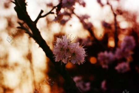 黄昏樱桃花图片