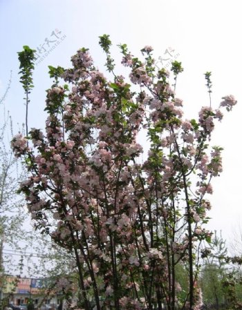 樱花背景图片