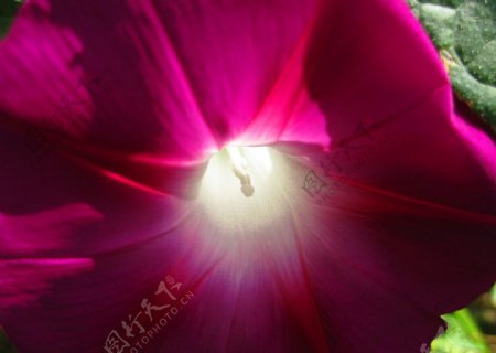 紫红色喇叭花图片
