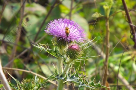 蜜蜂采蜜紫花藿香蓟图片