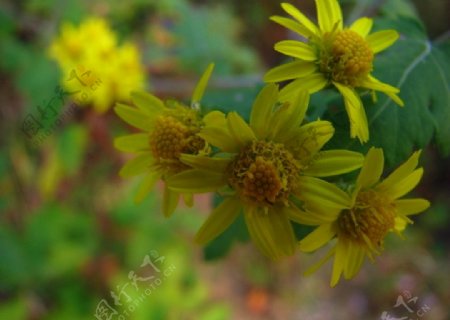 黄色野菊花植物图片