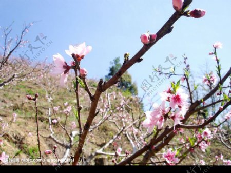 岩山桃花节图片