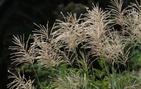 生机勃勃的野草图片