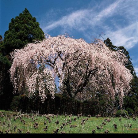 垂枝櫻樹图片