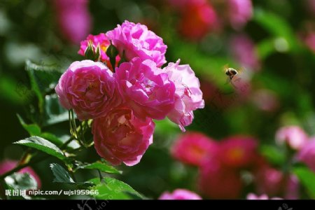 蜂觅花图片