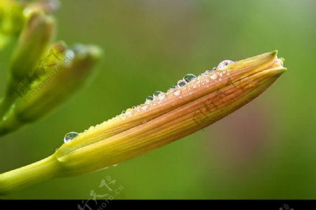 萱草植物的花蕾图片