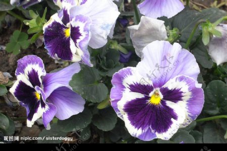 紫彩蝶三色堇图片