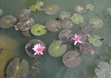 池中莲花图片