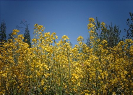 黄色的油菜花图片