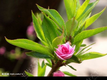 桃花04图片