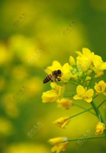 油菜花蜜蜂图片