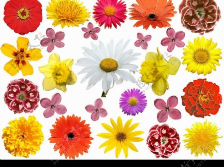 五颜六色的花朵图片素材