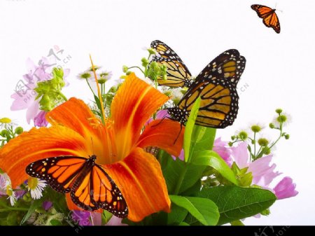 蝴蝶与百合花图片