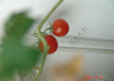可爱的西红柿图片