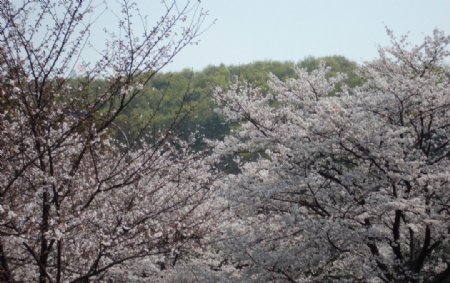 武大樱花节樱花图片