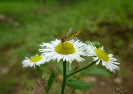 花蚱蜢蚜虫图片