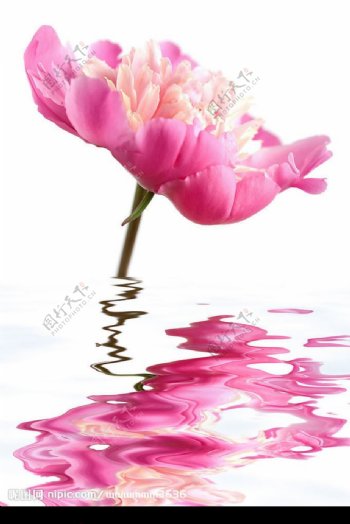 水中的粉红色花朵图片素材