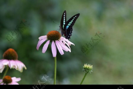 粉红野菊花和美丽蝴蝶图片