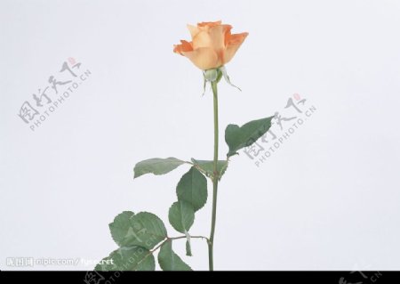 花卉粉红玫瑰图片