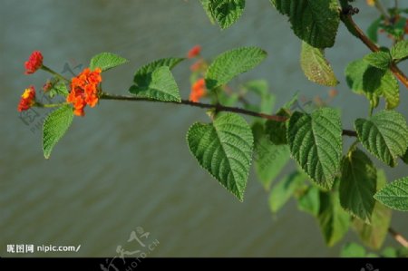 河边红花绿叶图片