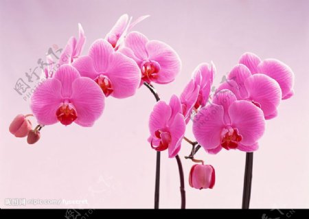 花卉粉色蝴蝶兰图片