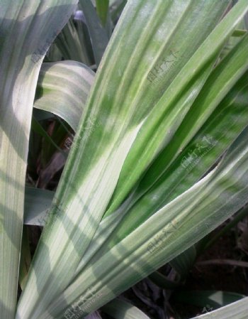 鸢尾兰的叶子图片