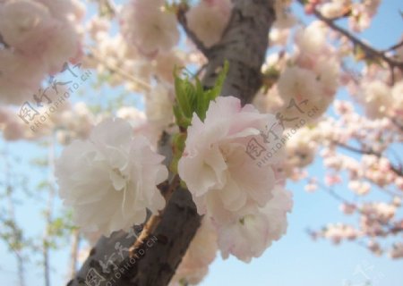 樱花白色的花图片