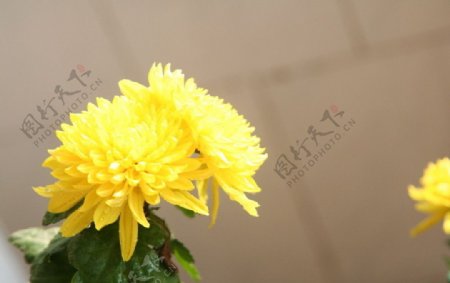 家庭花卉图片