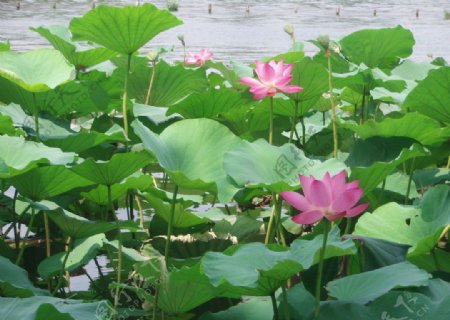 济南大明湖荷花图片