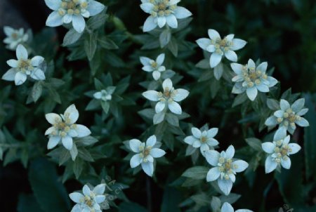 淡蓝色花卉摄影图片