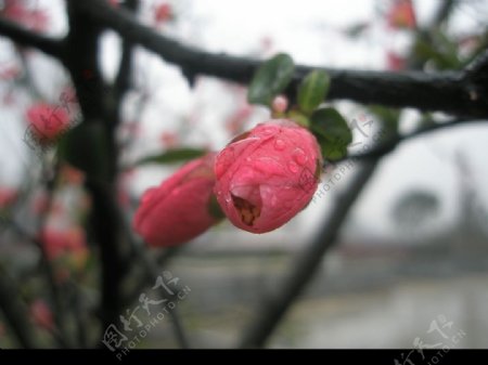 海棠花图片