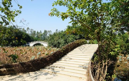 深圳洪湖公园里的小桥图片