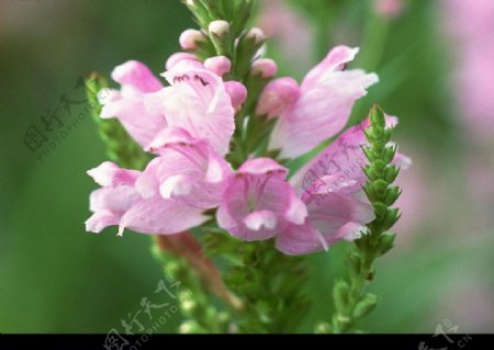 美丽粉色花朵花蕾图片