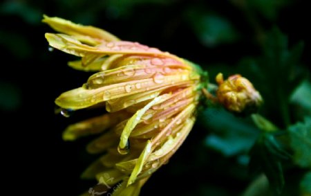 带露水的菊花图片