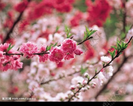 春暖花开图片