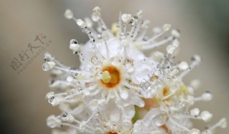 水珠花朵图片