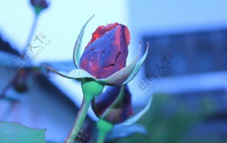 玫瑰花蓝色妖姬图片