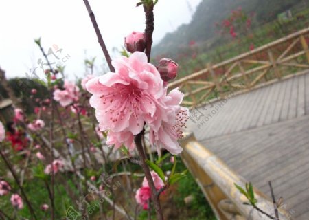 樱花特写图片