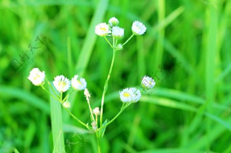 绿草地上的小白花图片