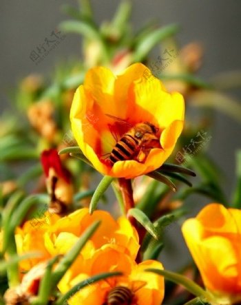 太阳花与小蜜蜂图片