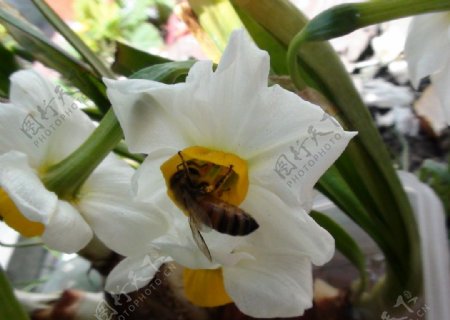 蜜蜂采蜜水仙花图片