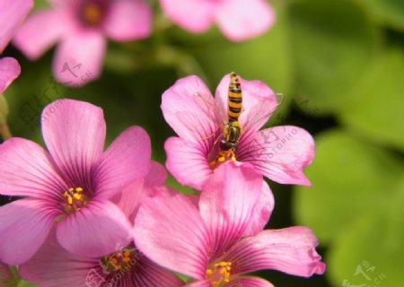 花儿蜜蜂图片