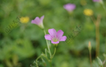 草丛中的紫色小花图片