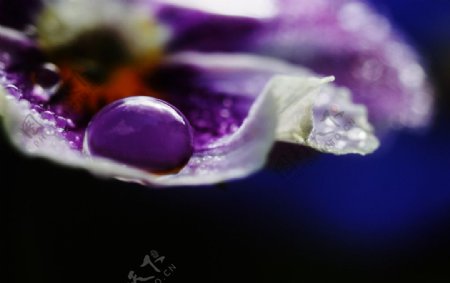 紫玉图片