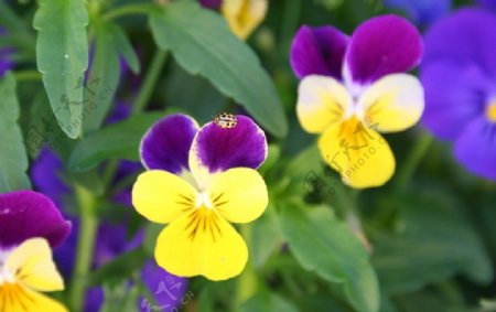 三色堇植物花卉园艺图片