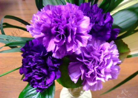 紫色康乃馨图片